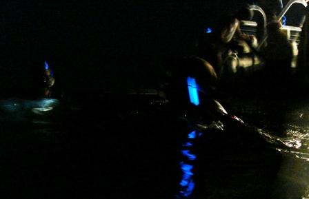 night snorkeling kona